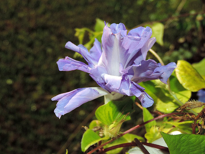 DSCN9251