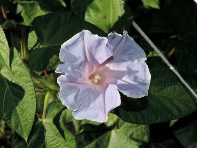 DSCN4574