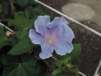 DSCN5044