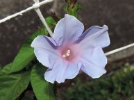 DSCN6150
