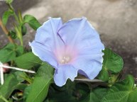 DSCN7051