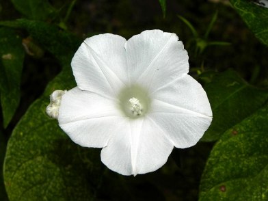 1-61s-DSCN8882
