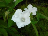 2-61s-DSCN1032