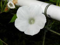 3-61s-DSCN2480