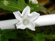 61s-DSCN0845
