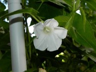 61s-DSCN1031