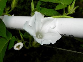 61s-DSCN1523