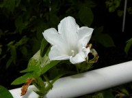 61s-DSCN2695