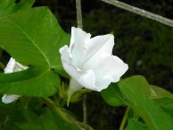 61s-DSCN3239