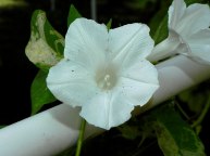 61s-DSCN3254