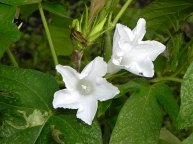 61s-DSCN3774