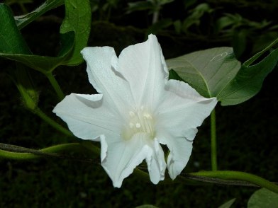 61s-DSCN4412_01