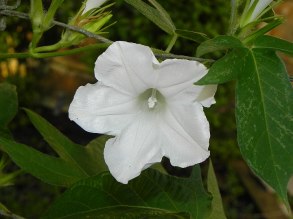 61s-DSCN5035