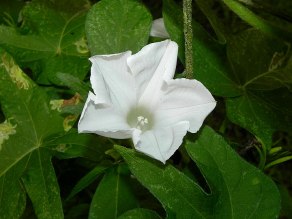 61s-DSCN5339