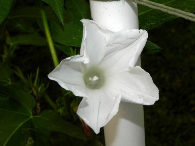 61s-DSCN6012