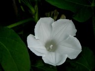 61s-DSCN6306