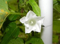 61s-DSCN6378