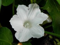 61s-DSCN6385