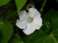 61s-DSCN6547