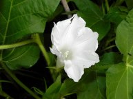 61s-DSCN6747