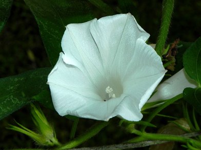 61s-DSCN6858