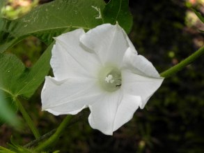 61s-DSCN6874