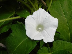 61s-DSCN6934