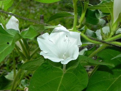 61s-DSCN7208