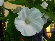 61s-DSCN7510