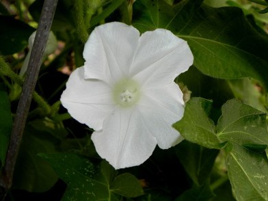 61s-DSCN7786