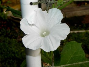 61s-DSCN8127