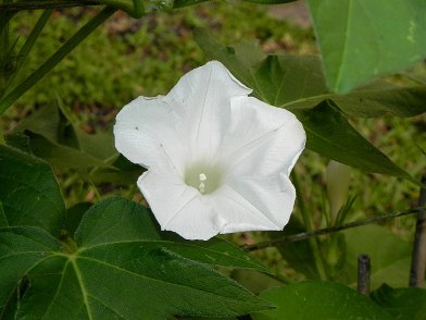 61s-DSCN8318