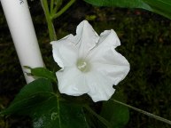 61s-DSCN8533