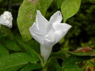 61s-DSCN8720