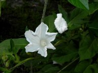 61s-DSCN8960