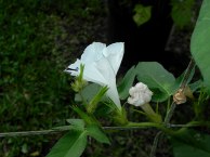 61s-DSCN9567