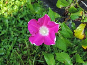 DSCN0973