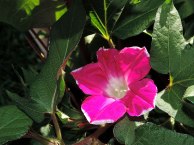 DSCN4172