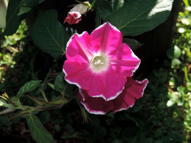 DSCN4571