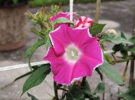 DSCN5303