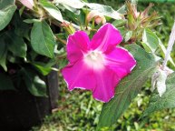 DSCN6004