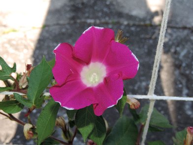 DSCN6678