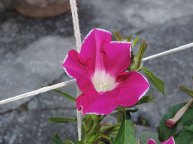 DSCN6931