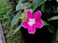 DSCN7156