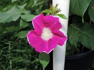 DSCN7782