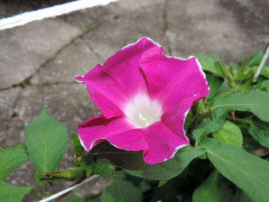 DSCN8110