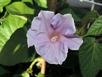 DSCN4453