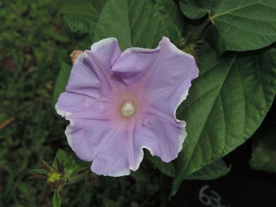 DSCN5043