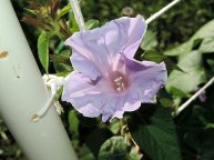 DSCN5775