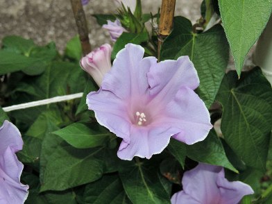 DSCN7158